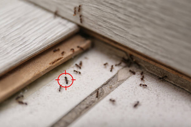 Best Emergency Pest Control  in Plainsboro Center, NJ