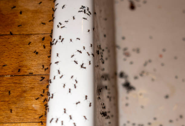 Best Commercial Pest Control Services  in Plainsboro Center, NJ